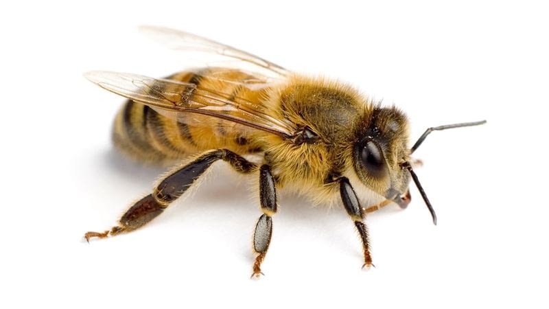 conservation-efforts-bee-populations-plant-animal-species