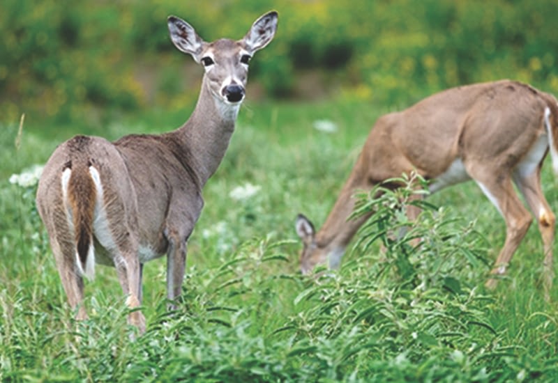 deer