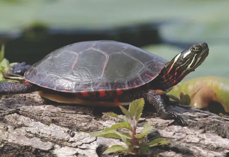 painted turtle